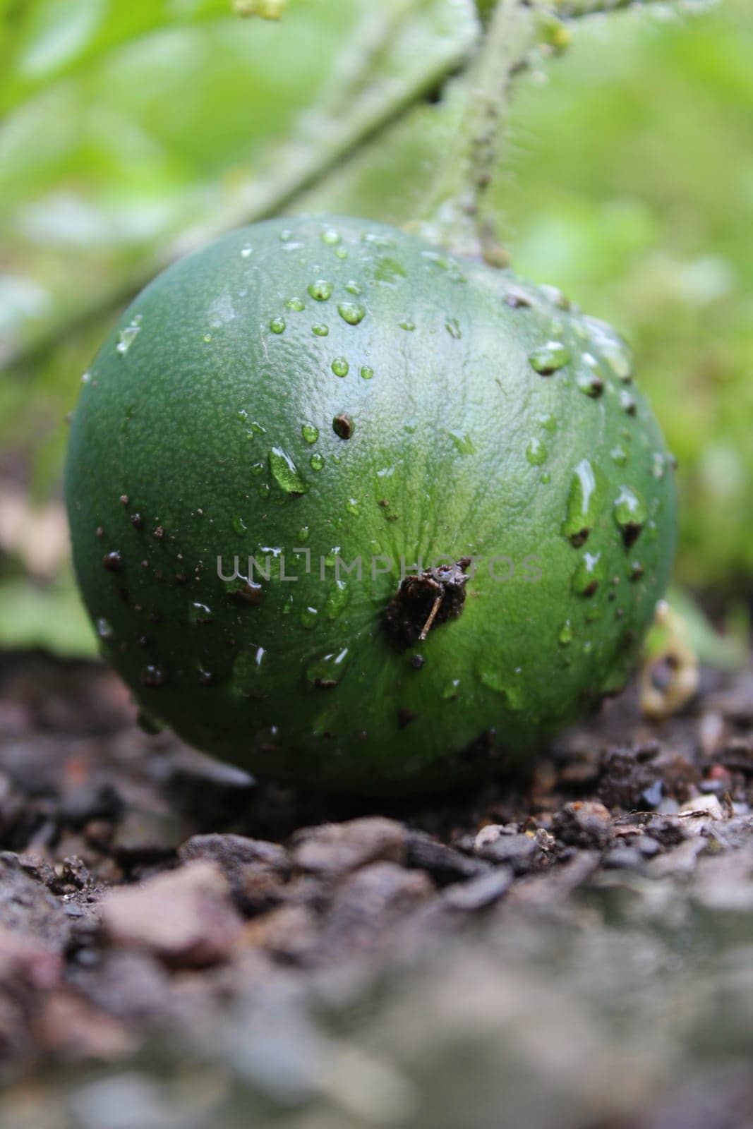 Watermelon