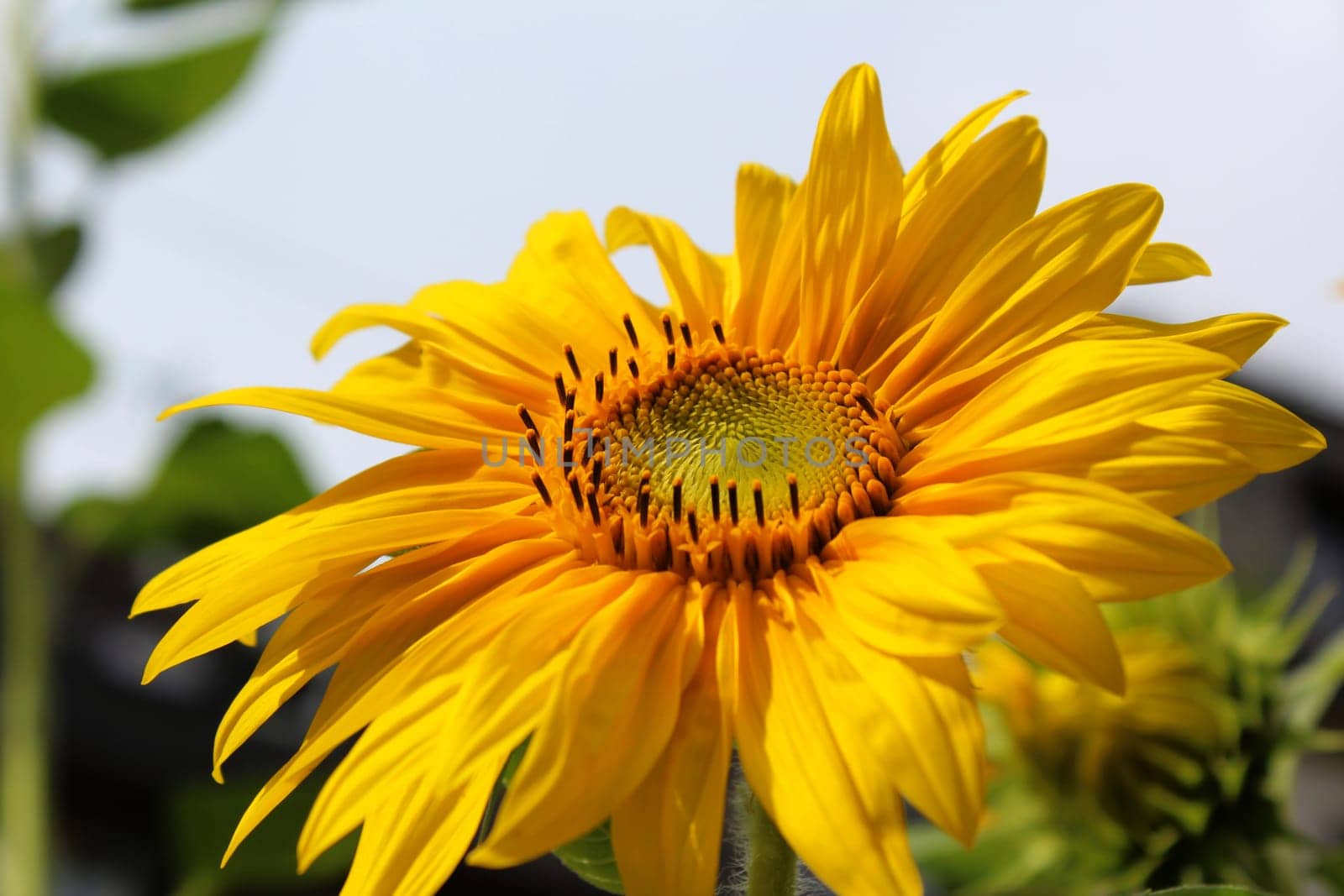 Sunflower