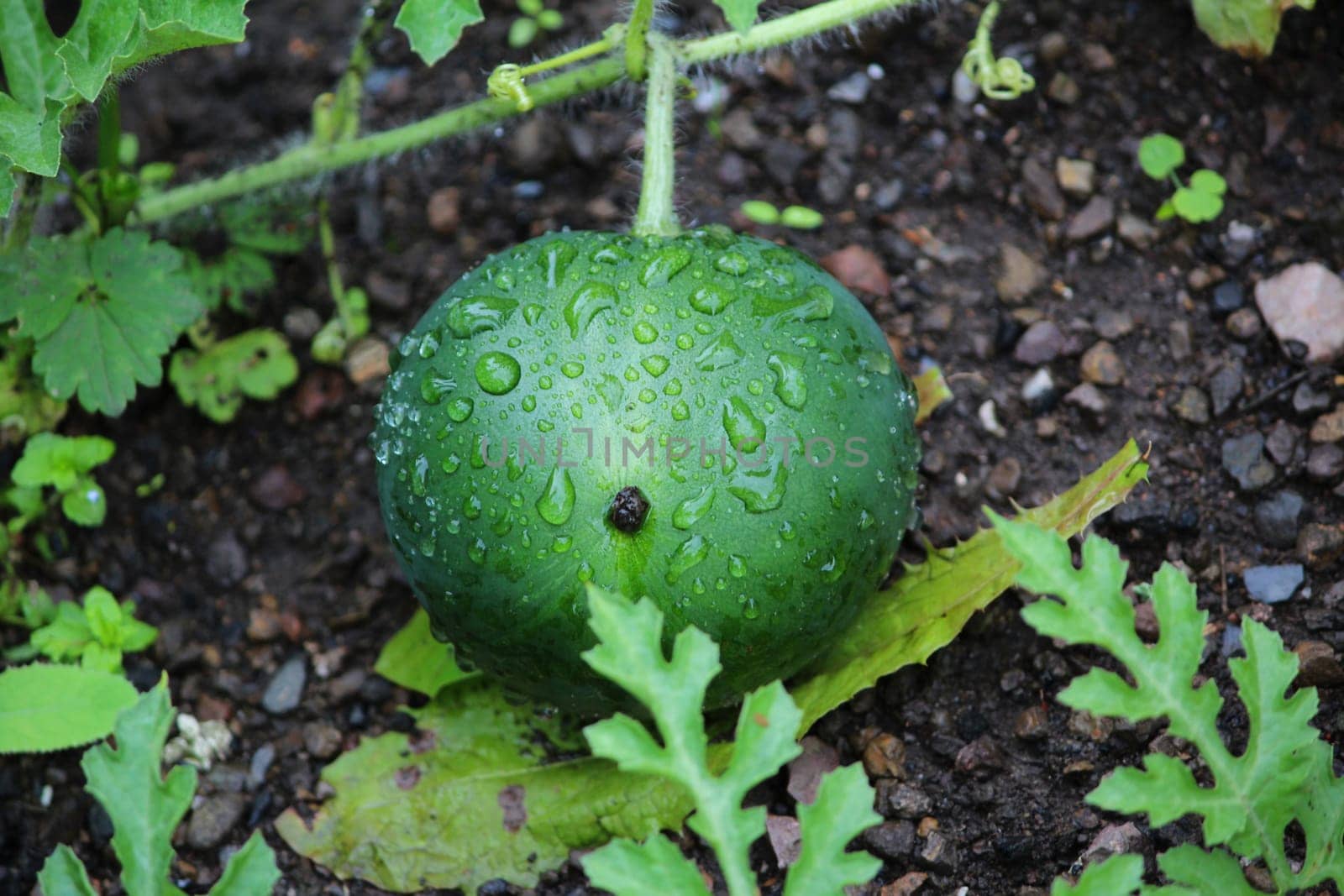 Watermelon
