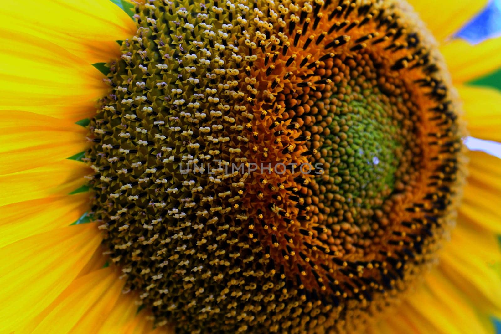 Sunflower