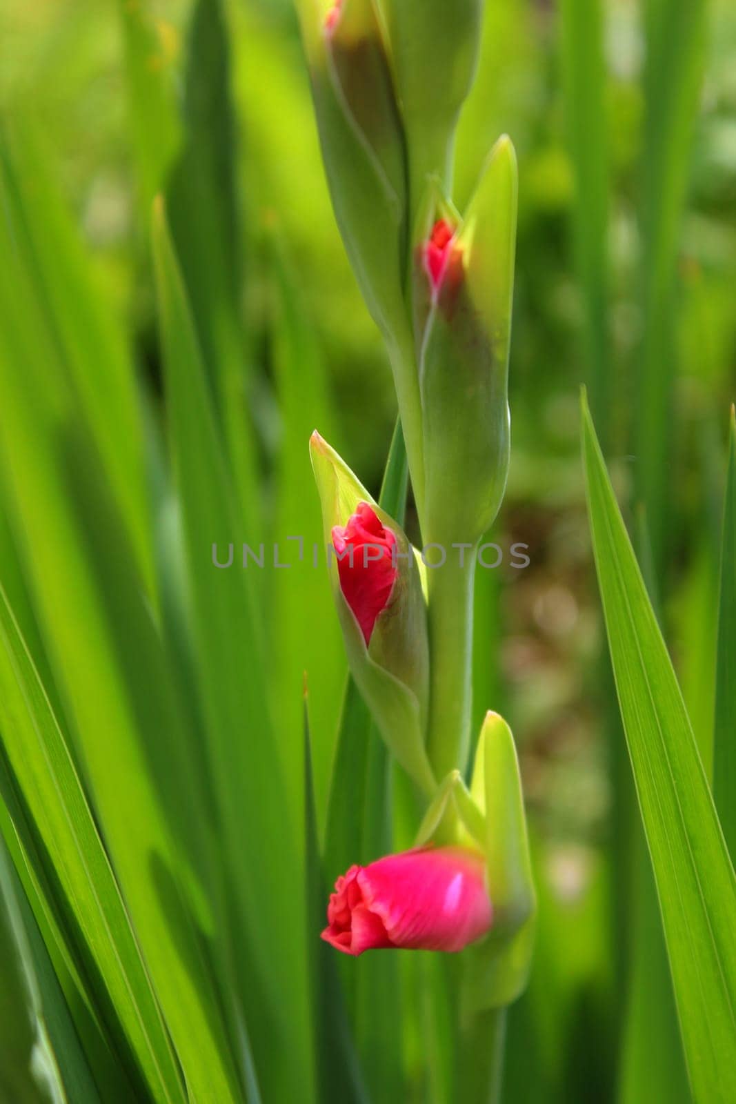 Gladiolus