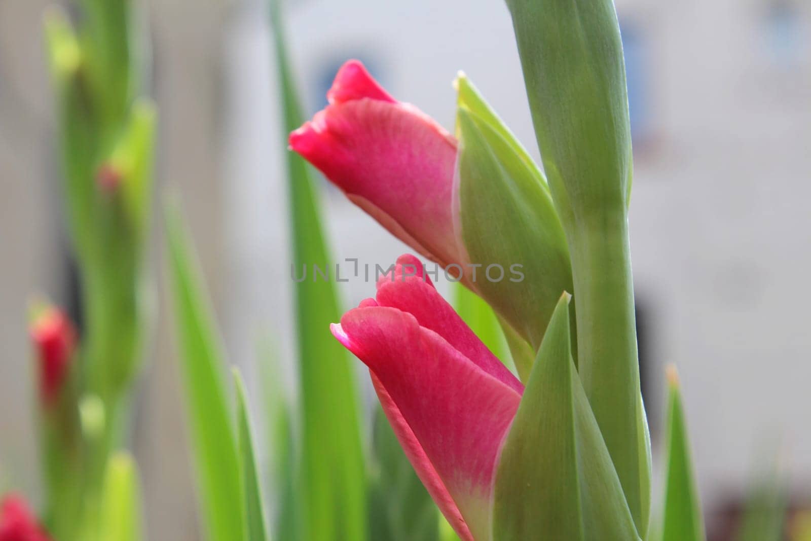 Gladiolus