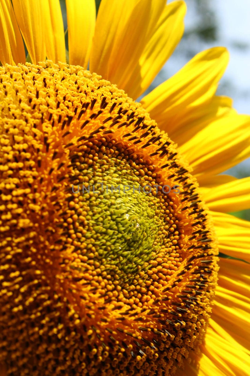 Sunflower