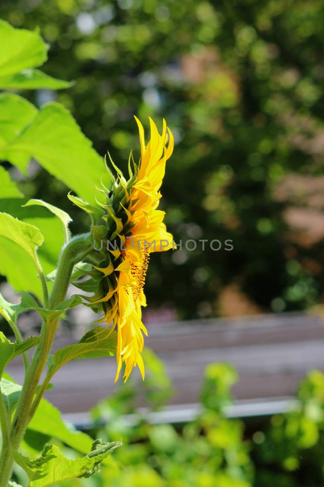 Sunflower