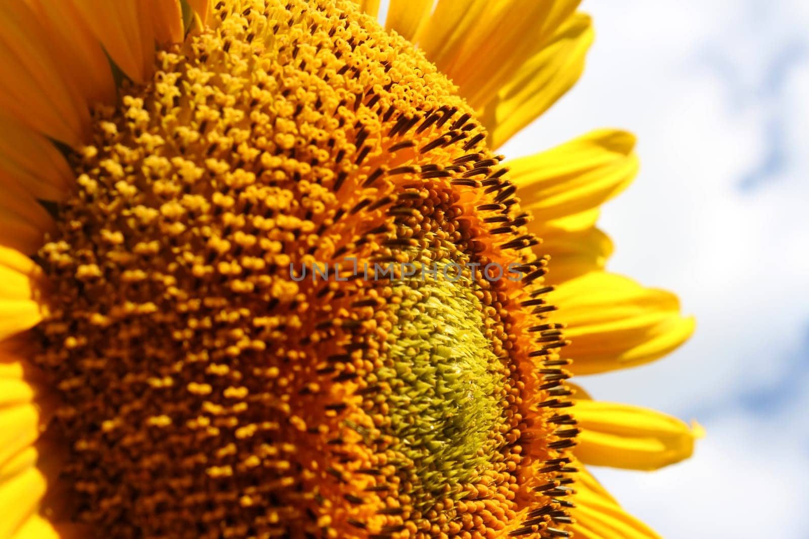 Sunflower