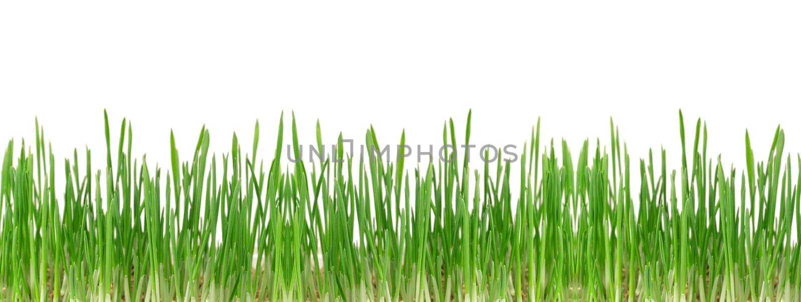Green Grass isolated on white