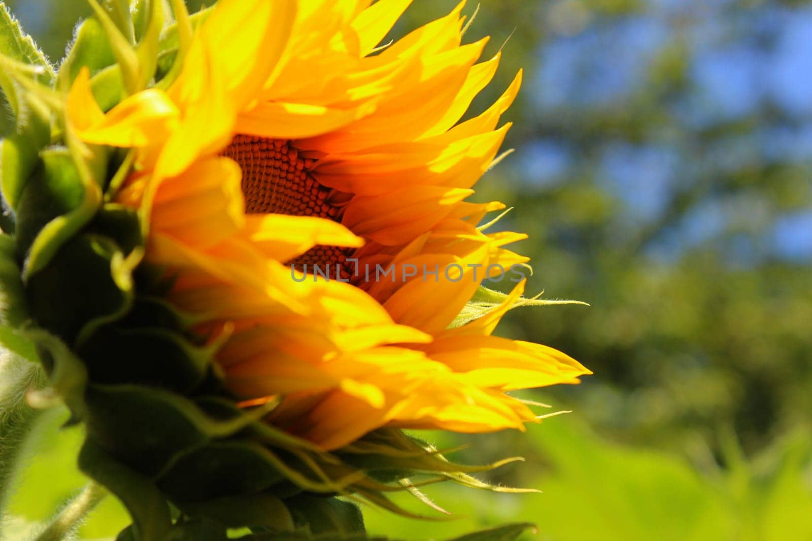 Sunflower