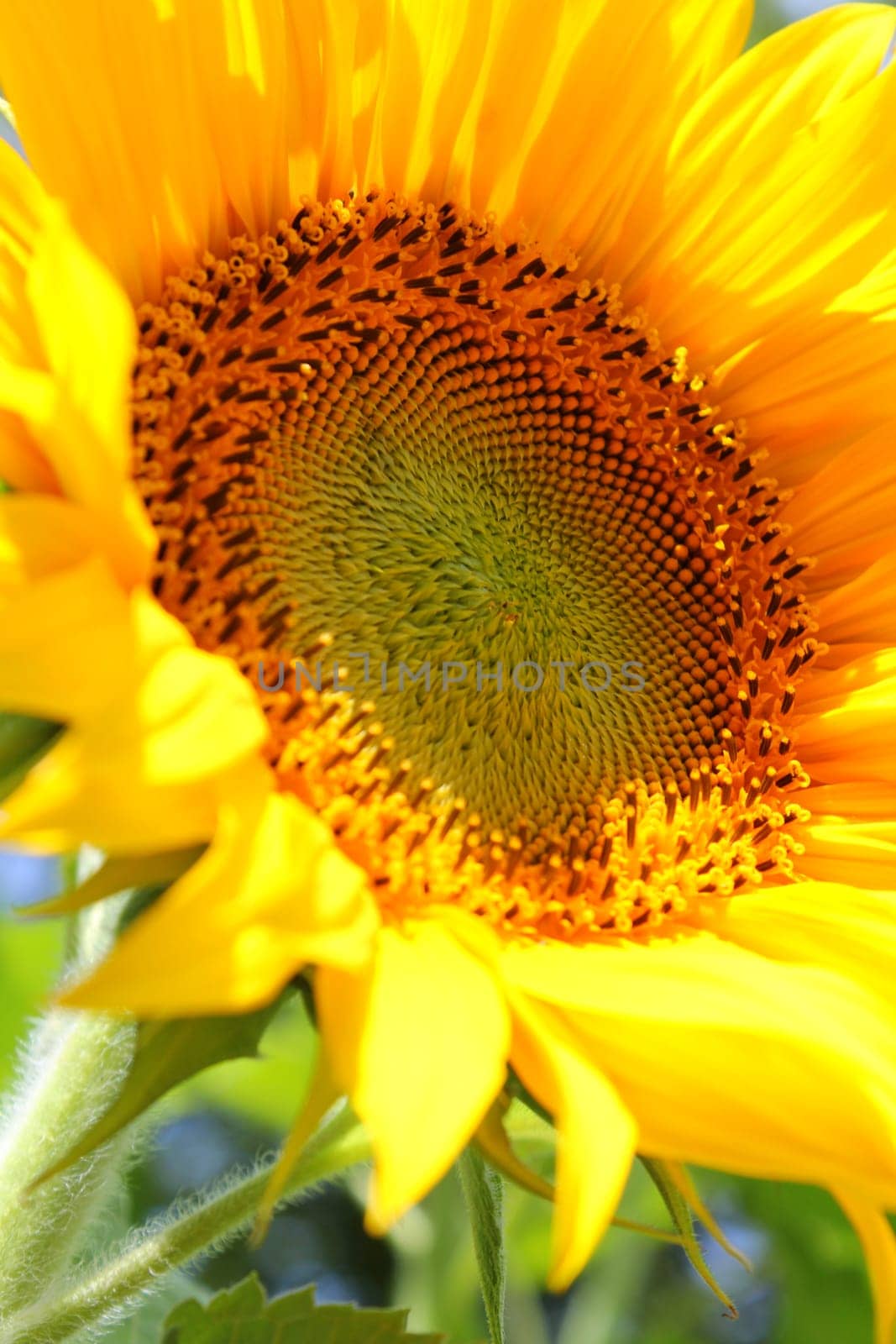 Sunflower