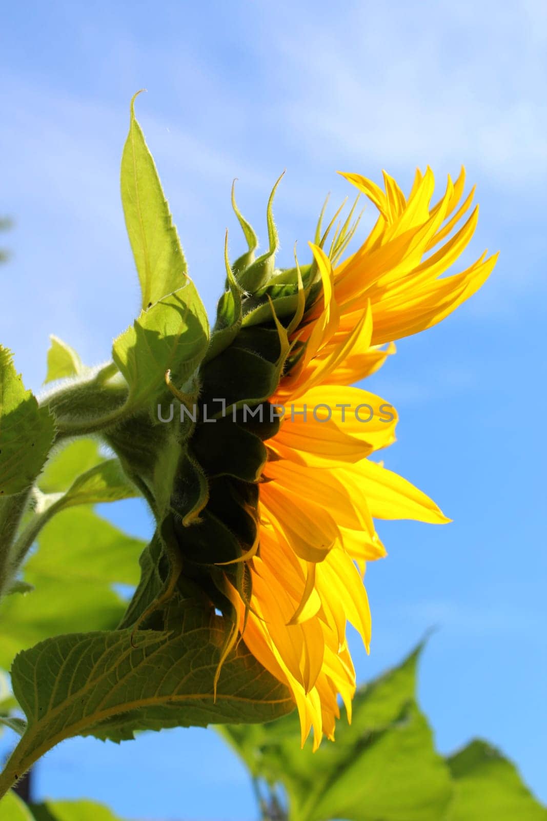 Sunflower