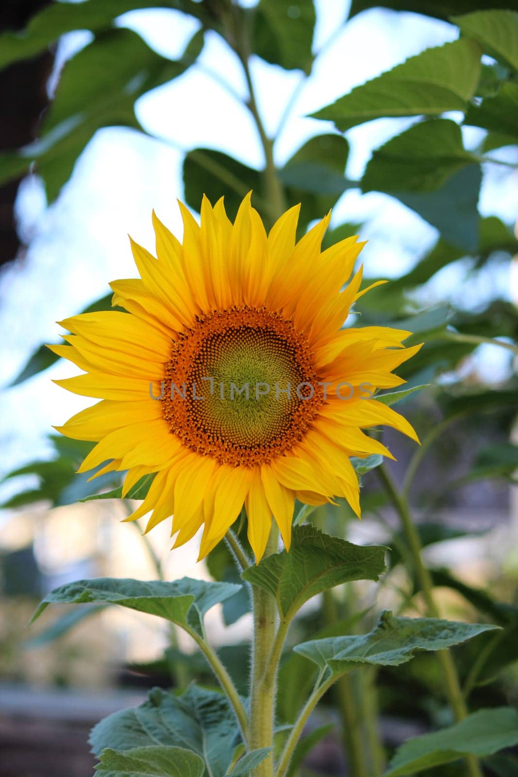 Sunflower