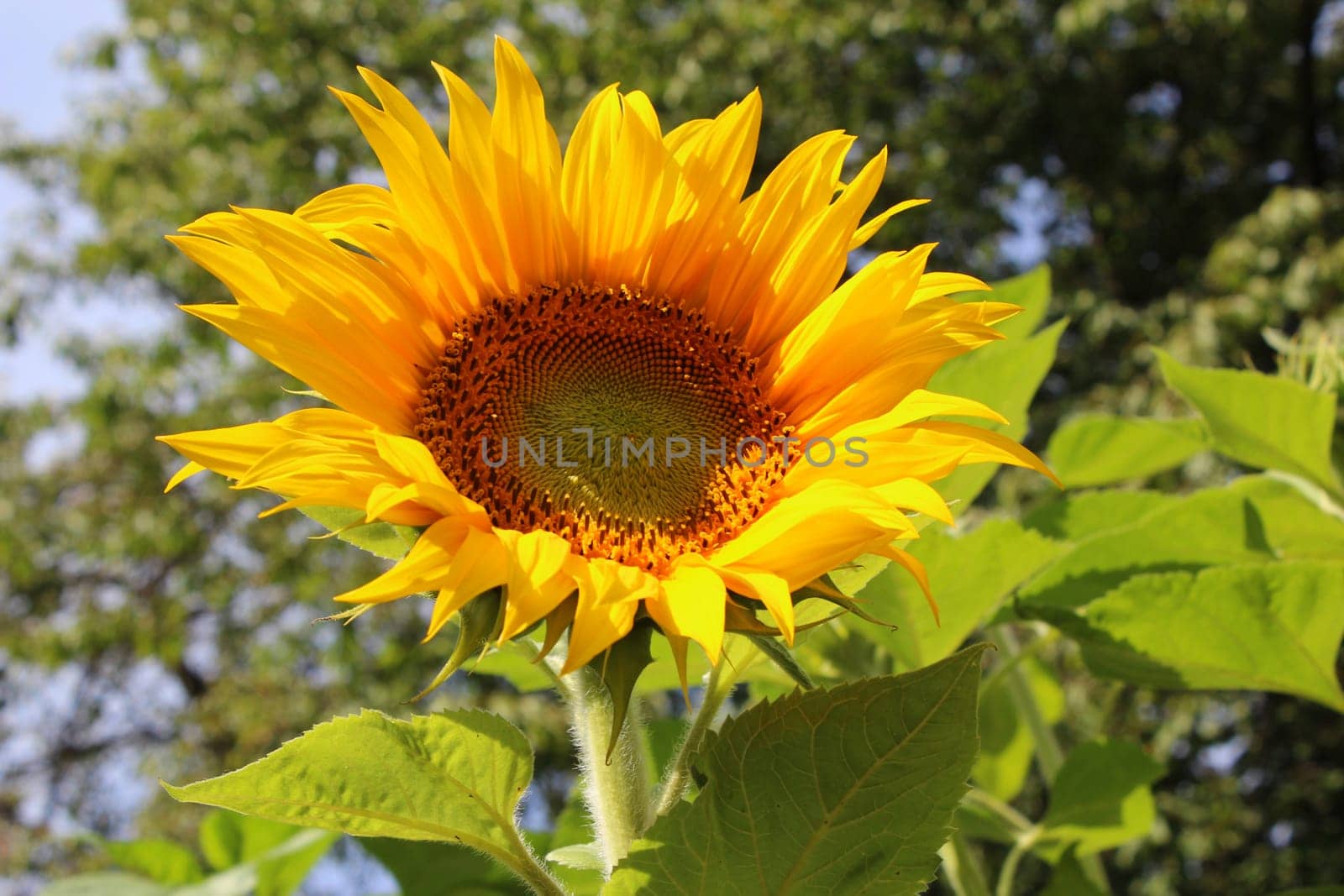 Sunflower