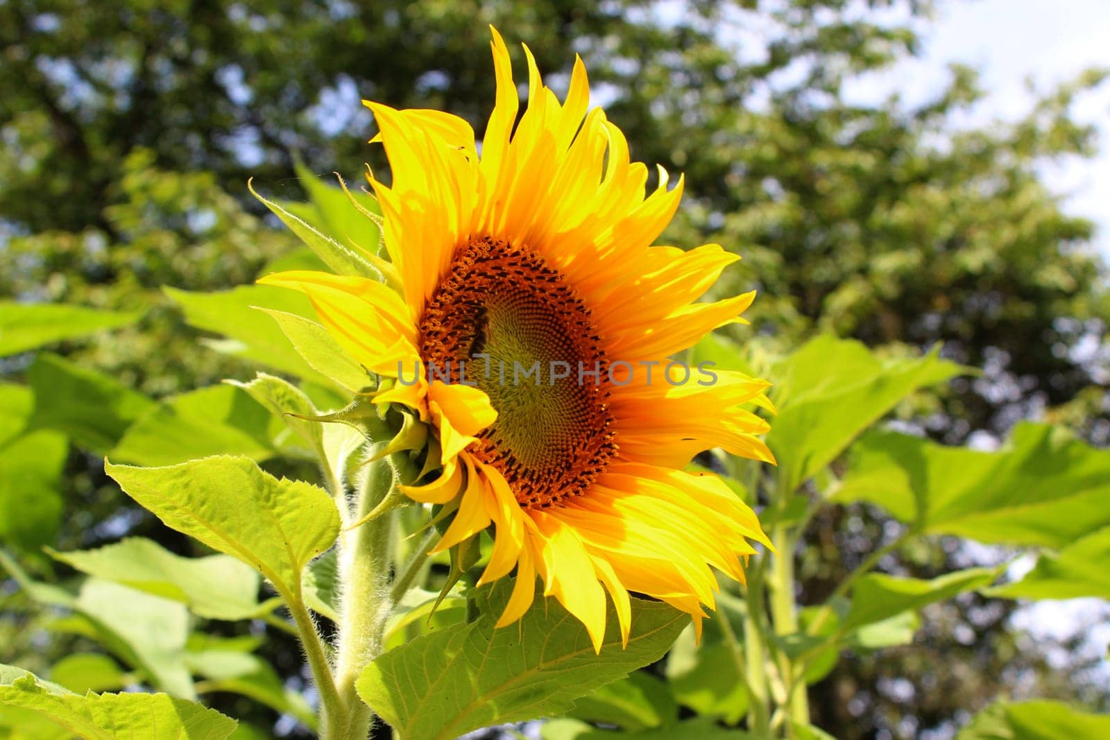 Sunflower