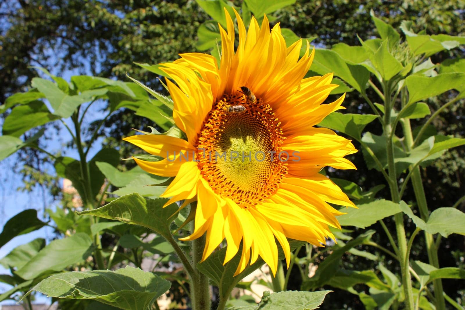 Sunflower