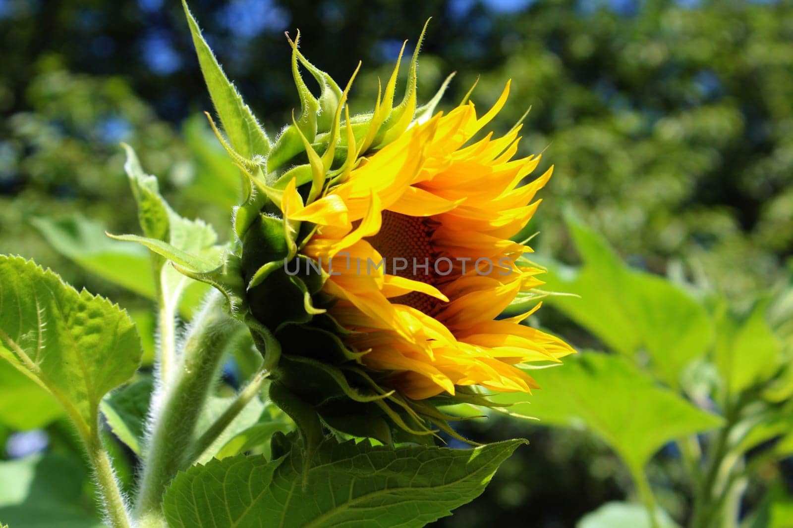 Sunflower