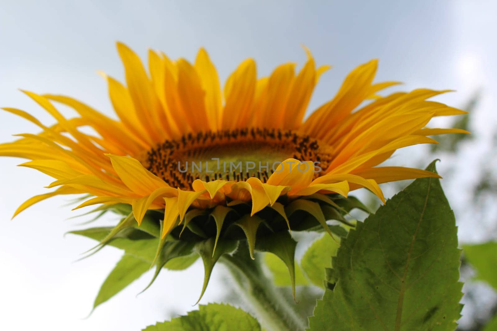 Sunflower