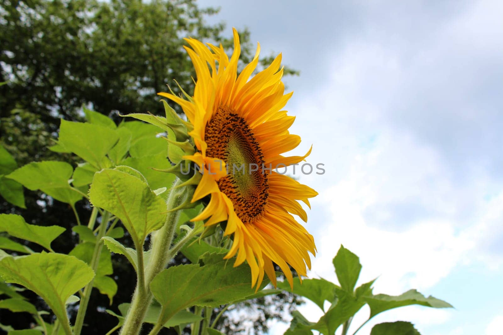 Sunflower
