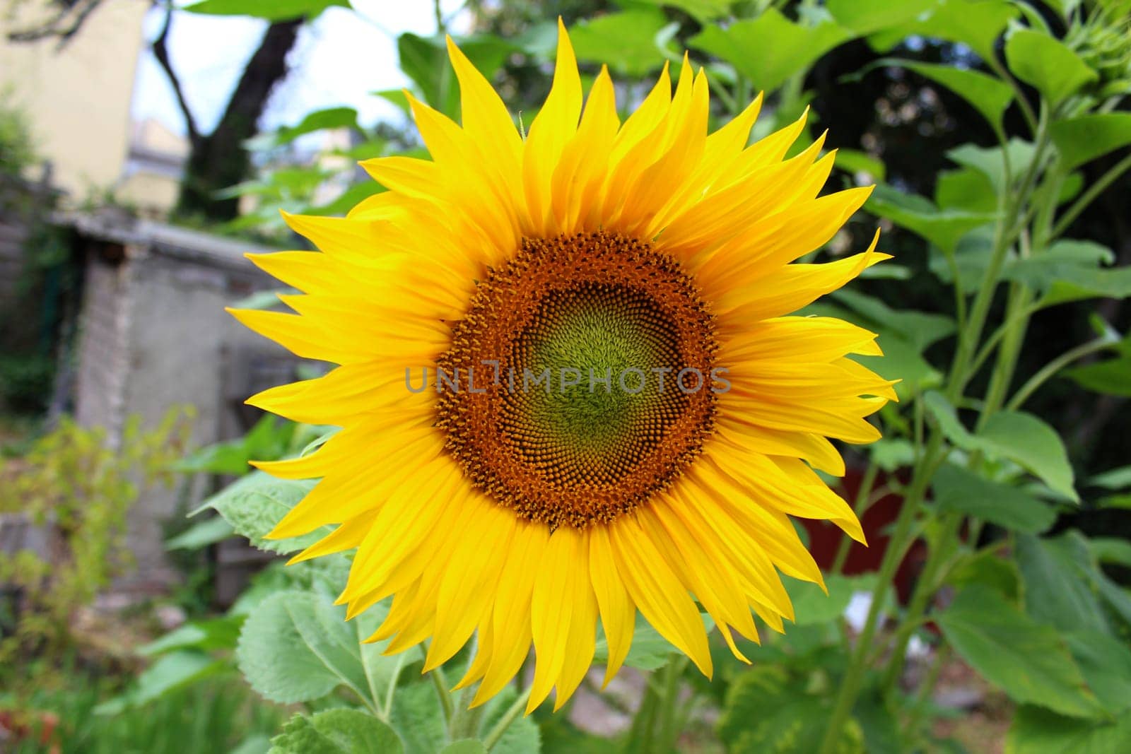 Sunflower