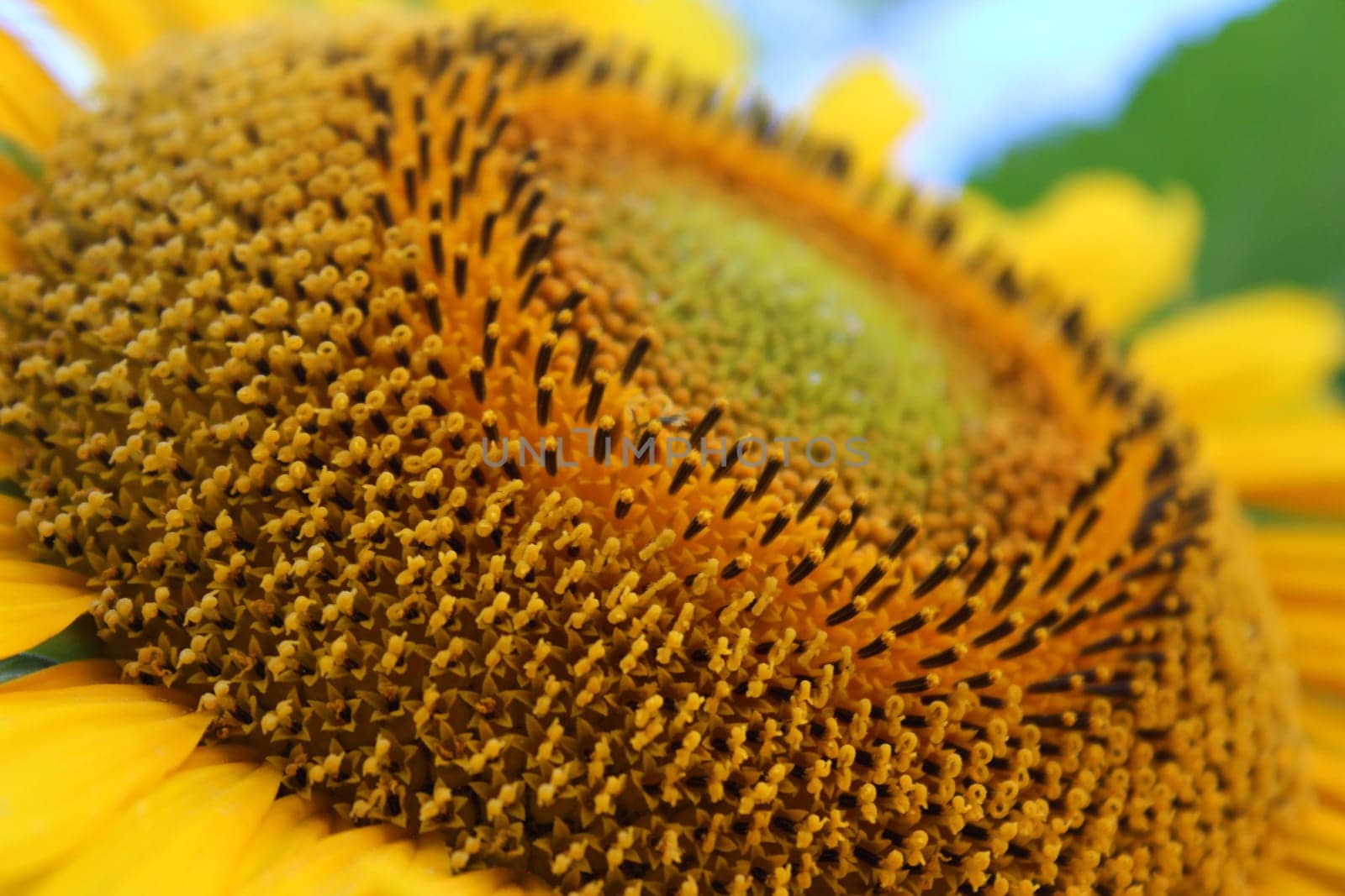 Sunflower