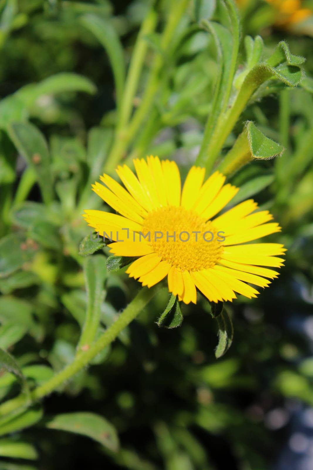 Marigold