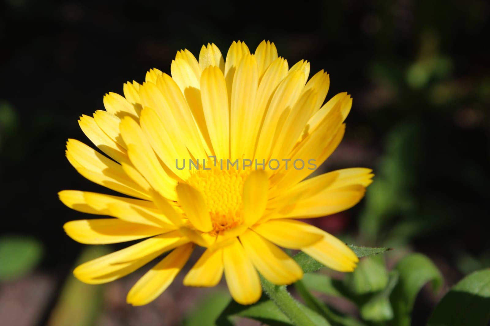 Marigold