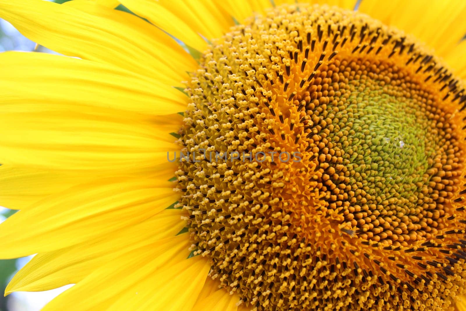 Sunflower