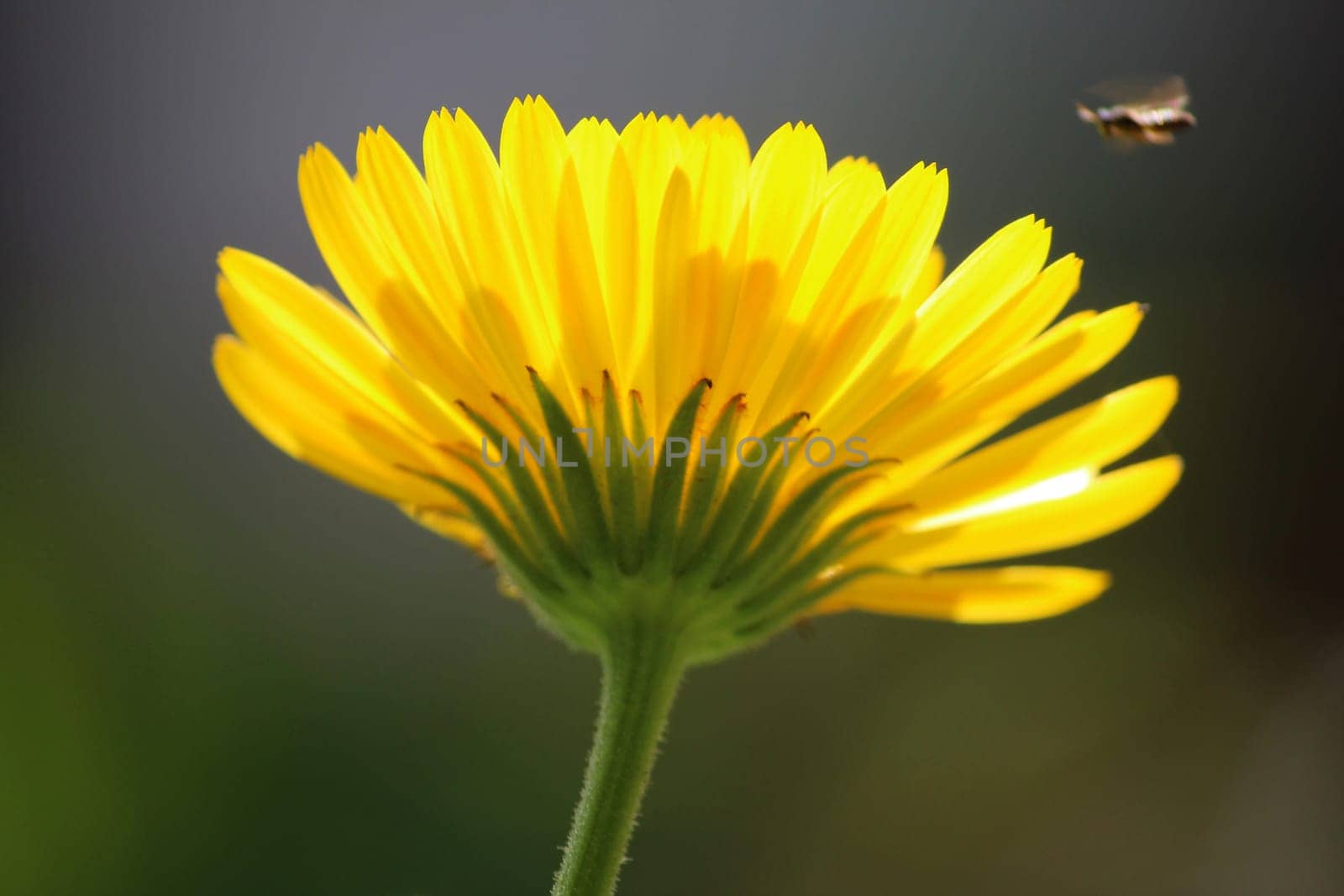 Marigold