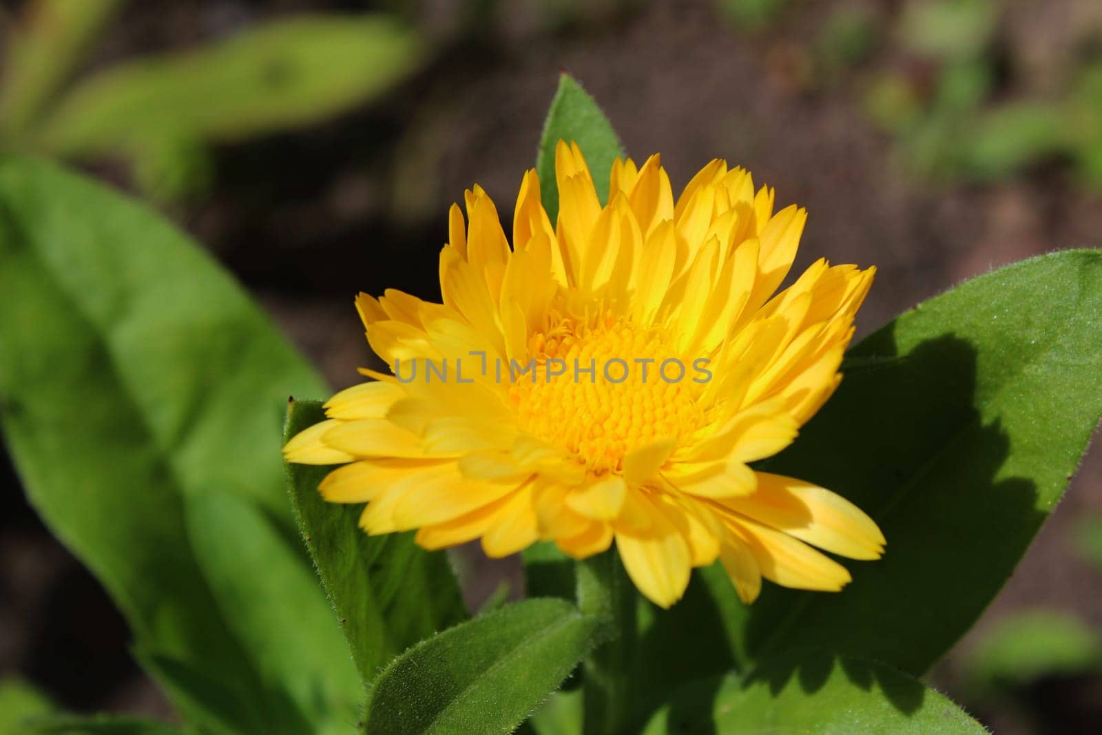 Marigold