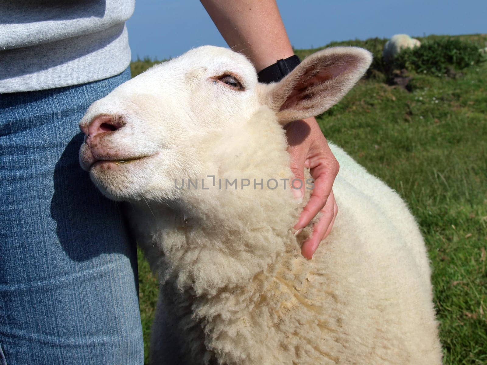 Tame,cuddly,trusting,droll sheep