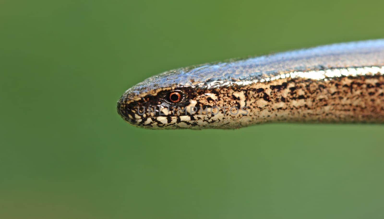 Blind snail (Anguis fragilis)