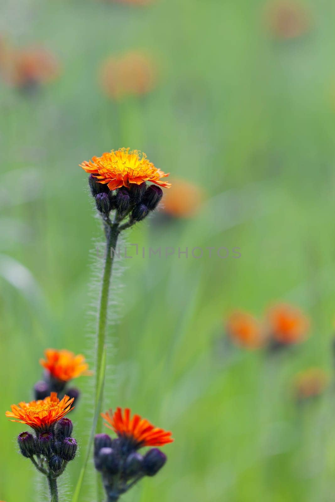 Orange-red hawksweed - Pilosella aurantiaca in a macro-intake