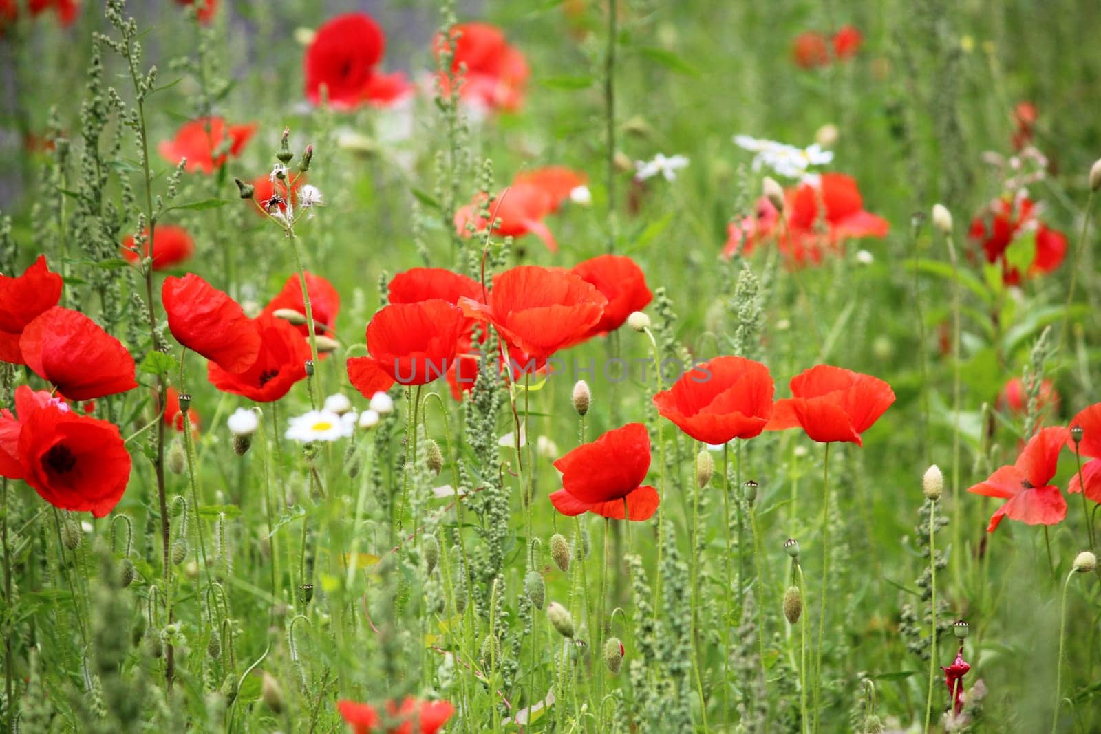 Poppy