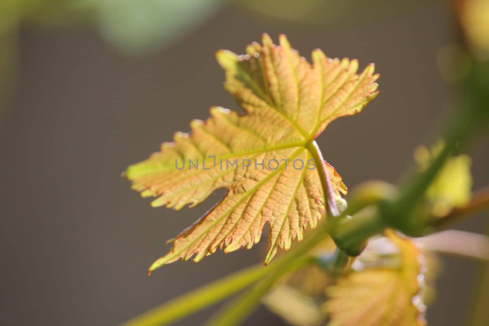 Grape leaf
