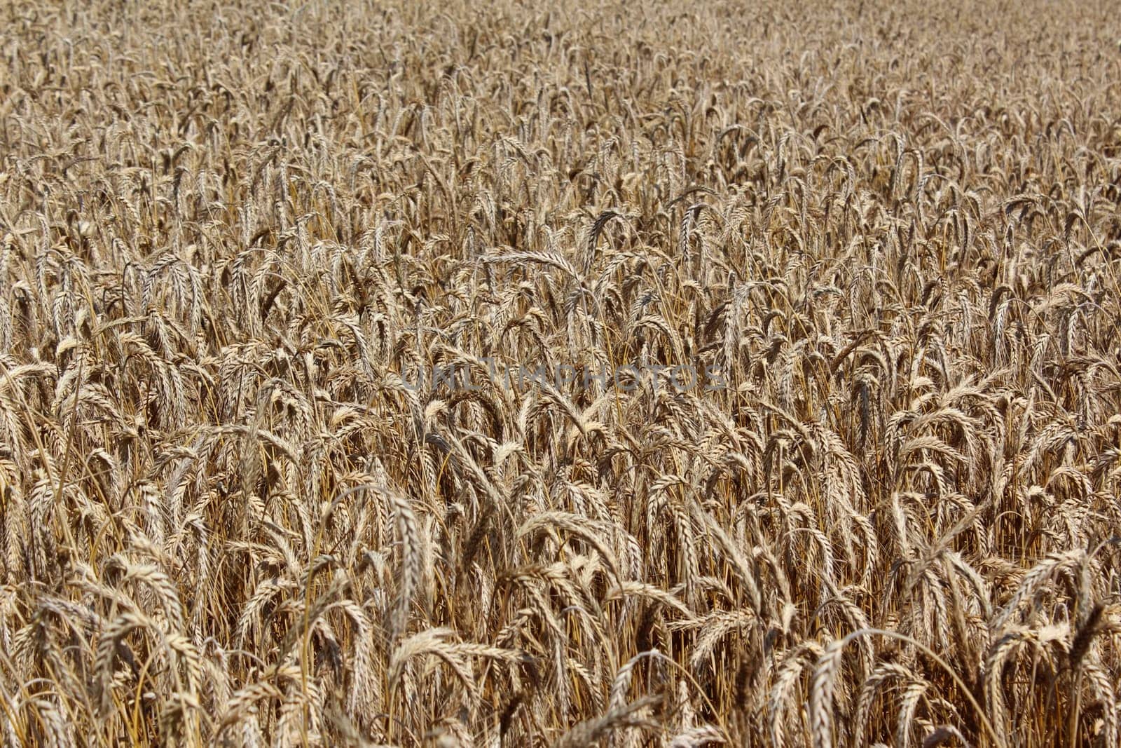 Cereals