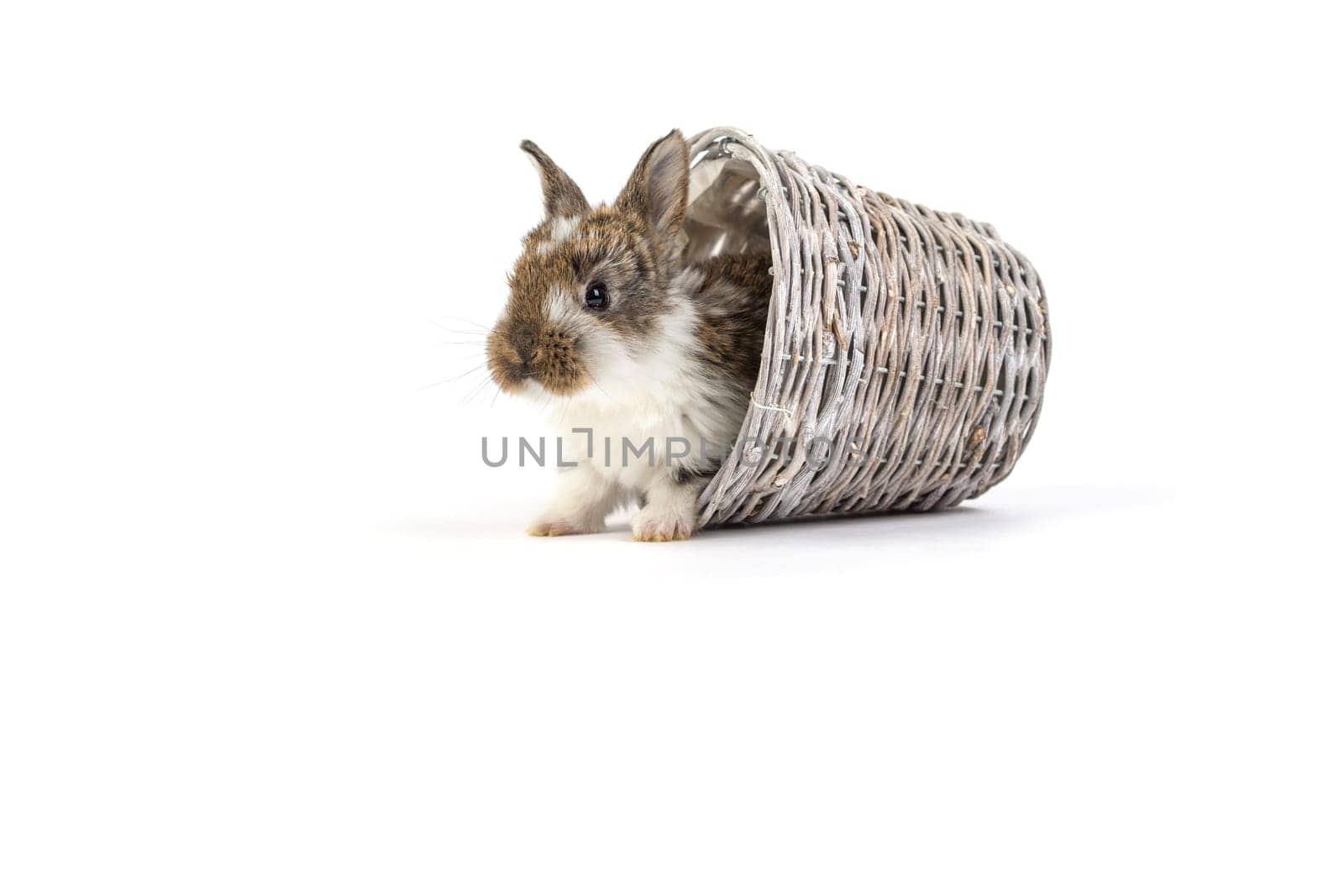 Easter bunny