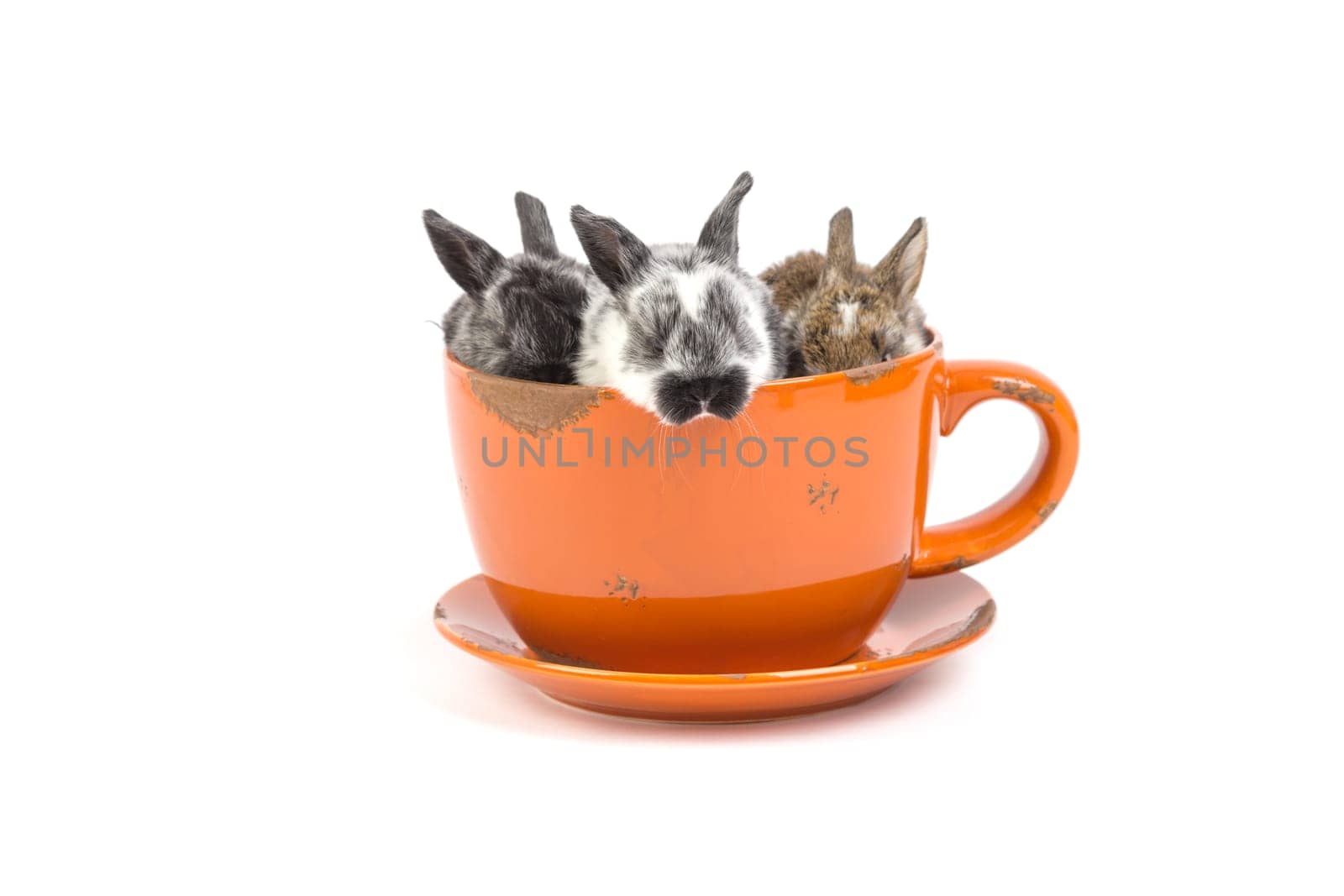 Easter bunny