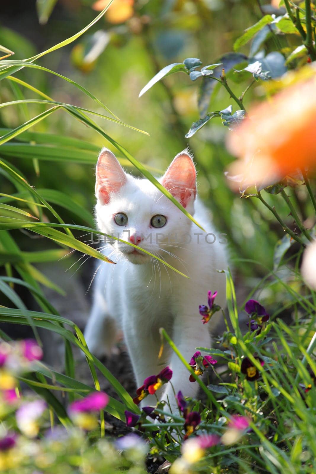 Little white cat in flowerbed