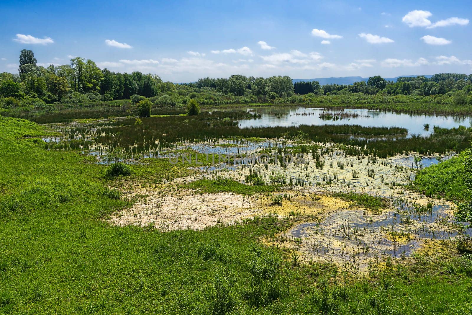 La petite Camargue Alsasienne my dragonfly and butterfly paradise