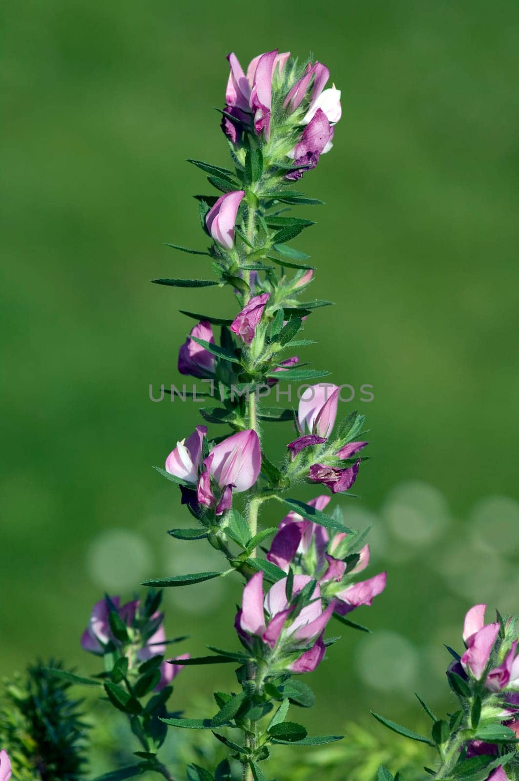 Hauhechel  Dorniger  Ononis, spinosa  heilpflanze