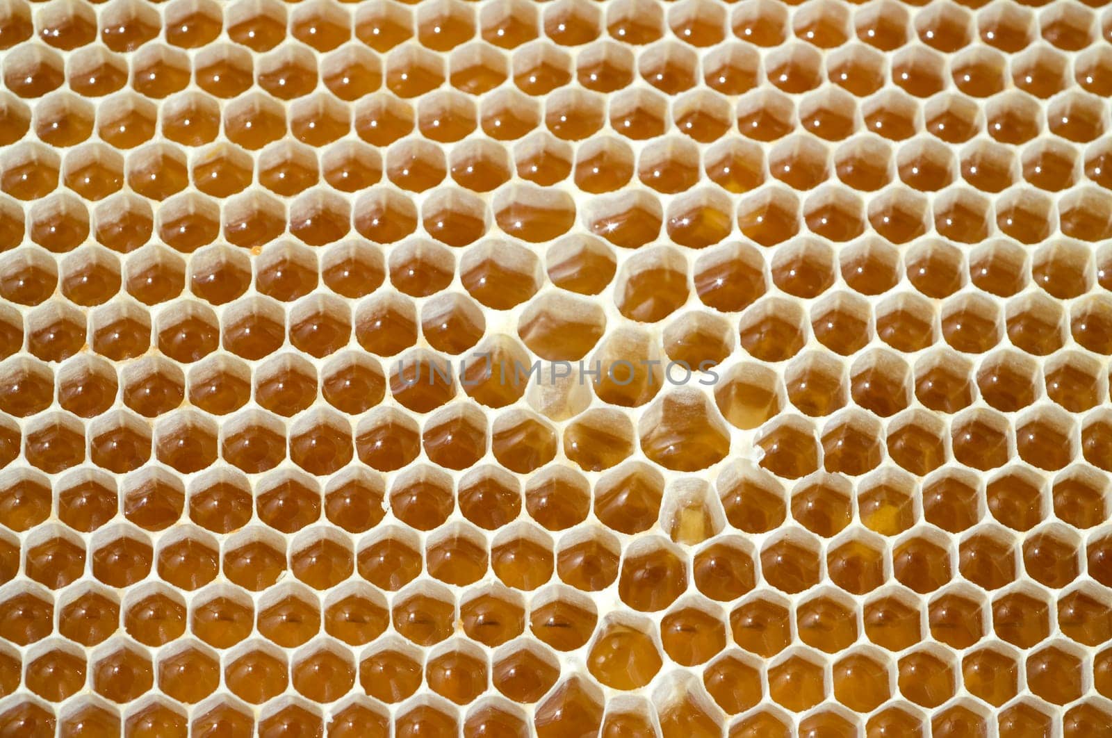 Honigwaben, waben, Bienenwachs, wachs, Bienenstock