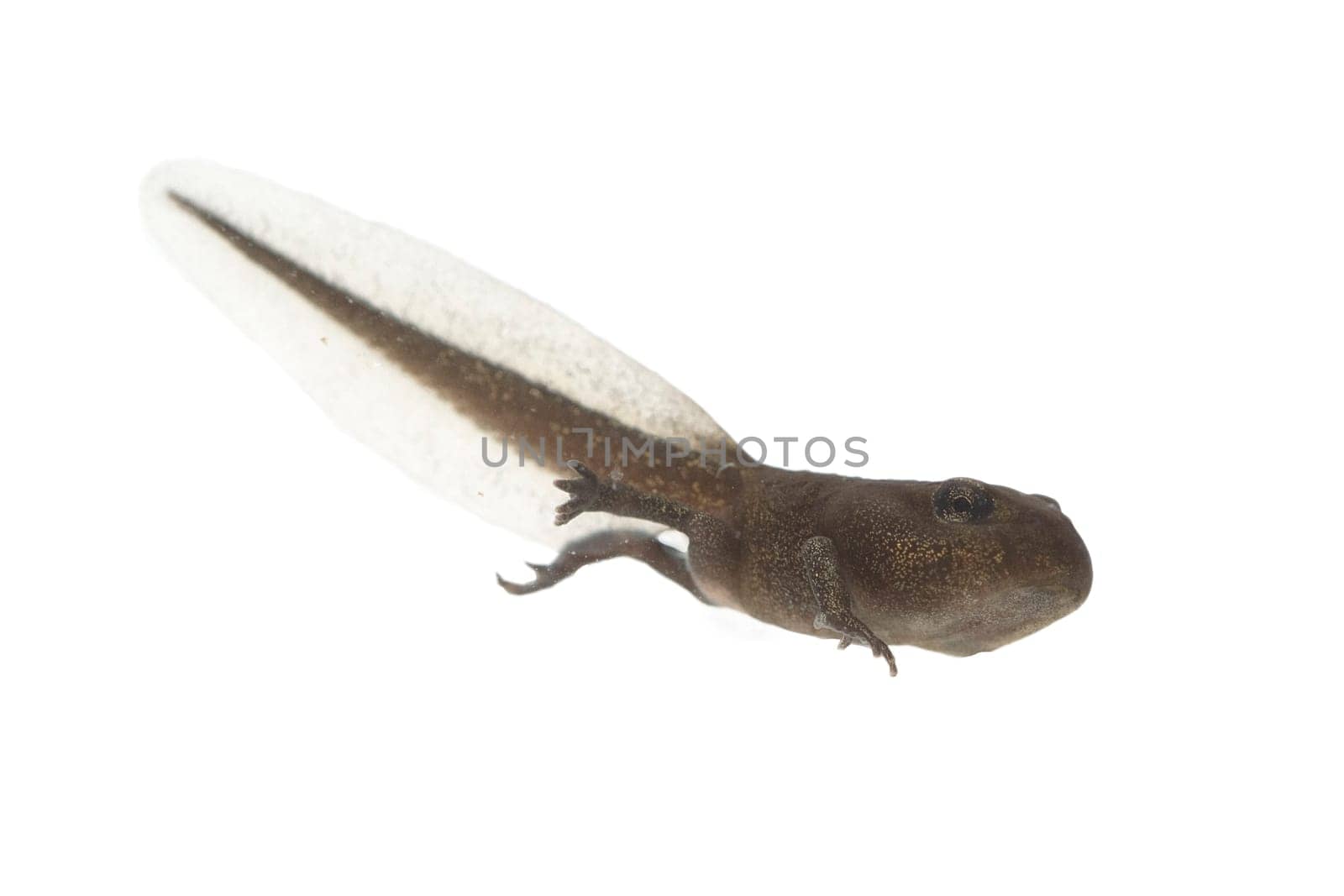 Jungfrosch, Junge, Kroete, Bufo, bufo, Erdkroete, 12, Wochen