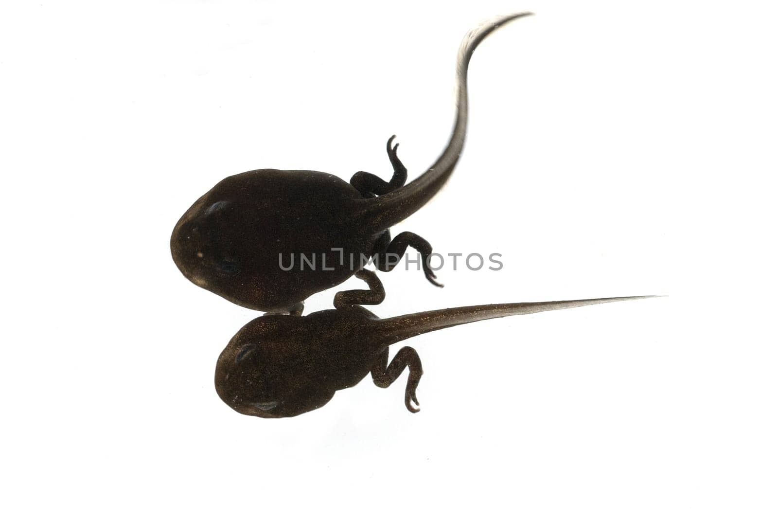 Jungfrosch, Junge, Kroete, Bufo, bufo, Erdkroete, 12, Wochen