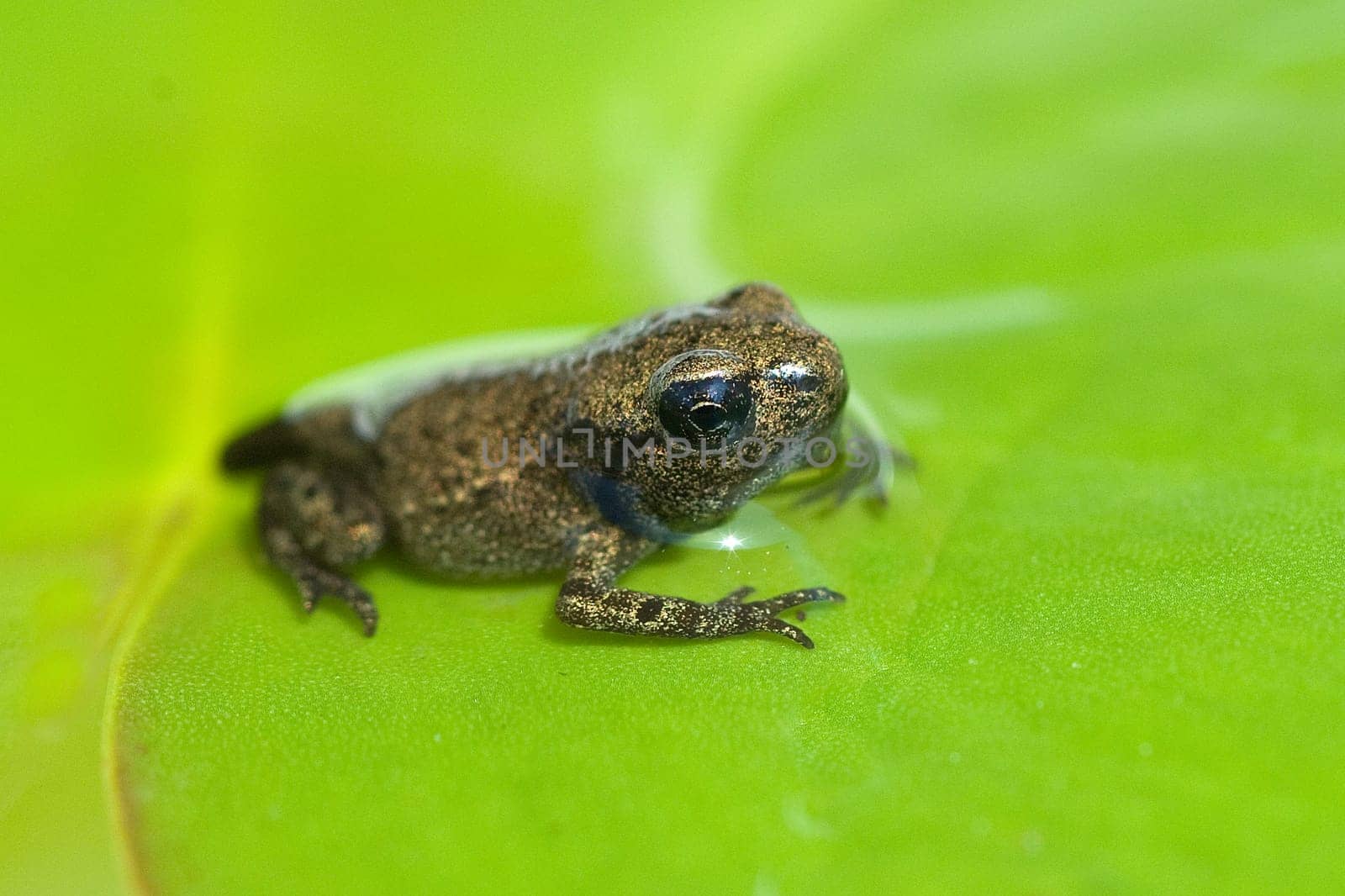 Jungfrosch, Junge, Kroete, Bufo, bufo, Erdkroete