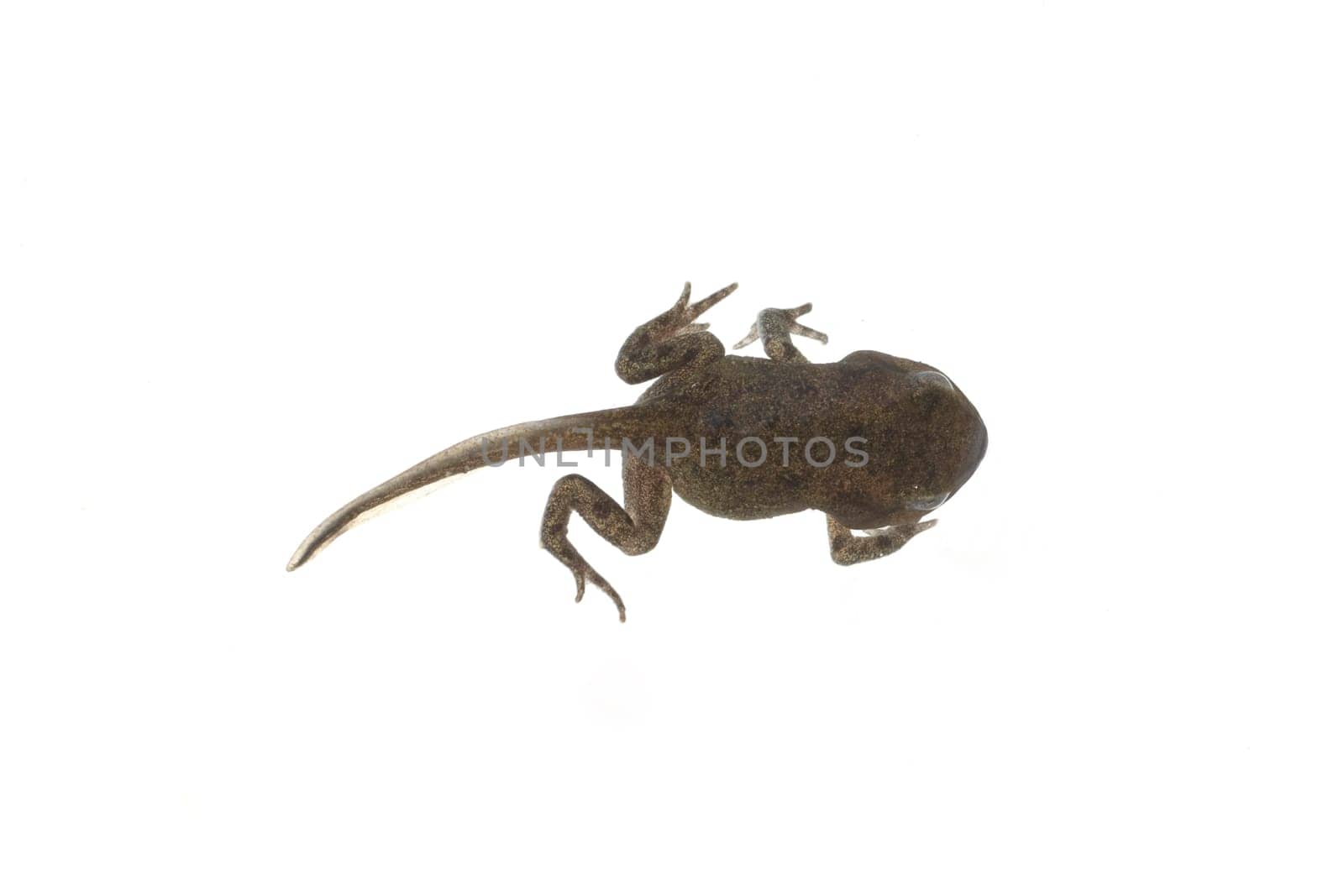 Jungfrosch, Junge, Kroete, Bufo, bufo, Erdkroete, 12, Wochen