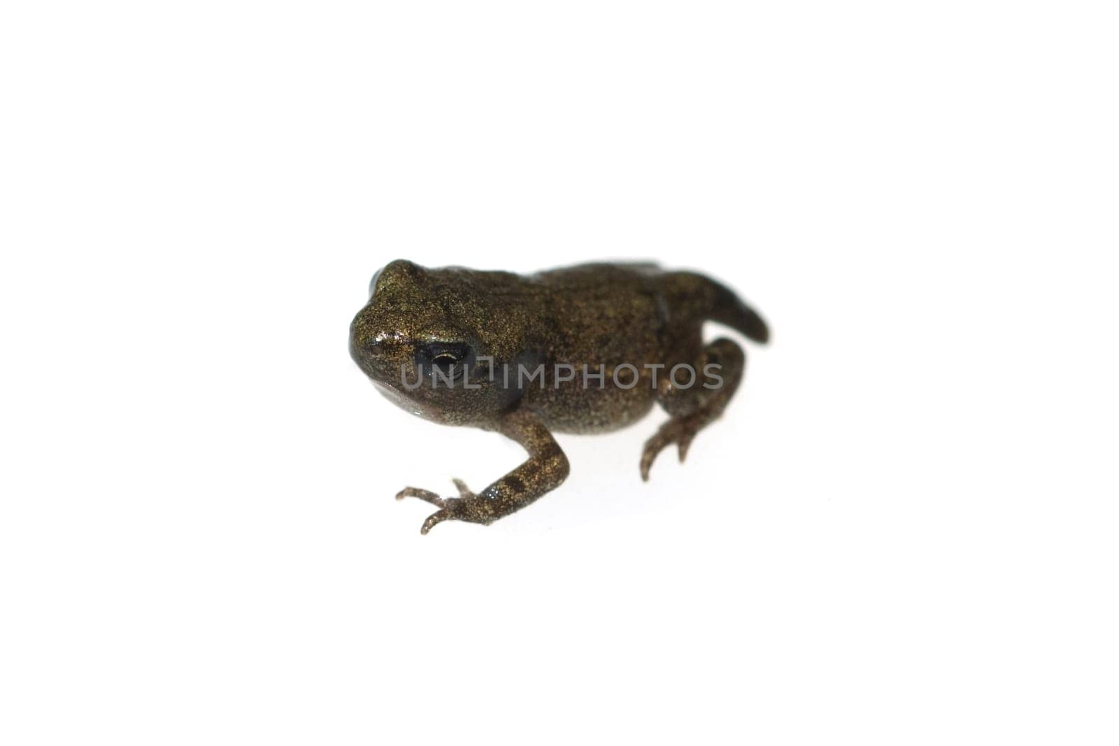 Jungfrosch, Junge, Kroete, Bufo, bufo, Erdkroete