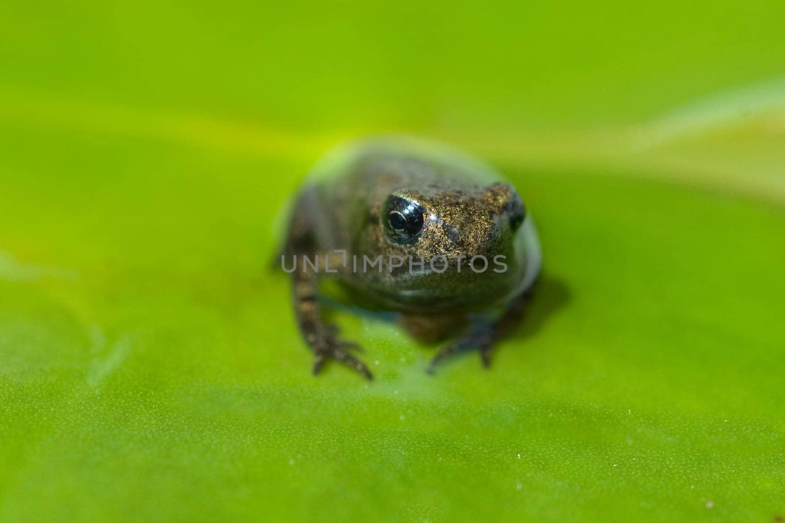 Jungfrosch, Junge, Kroete, Bufo, bufo, Erdkroete