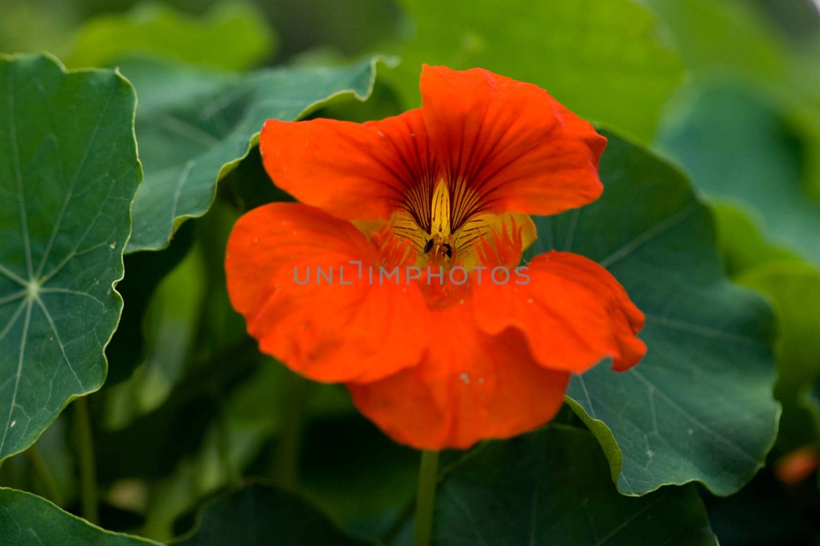 Kapuzinerkresse  Tropaeolum, majus  Rankpflanze