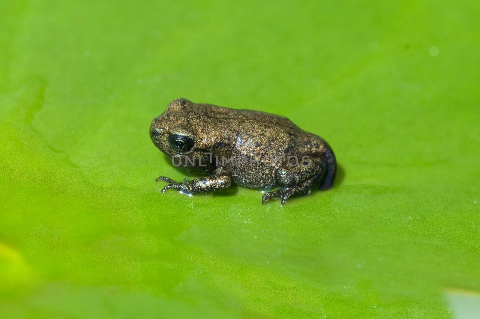 Jungfrosch, Junge, Kroete, Bufo, bufo, Erdkroete