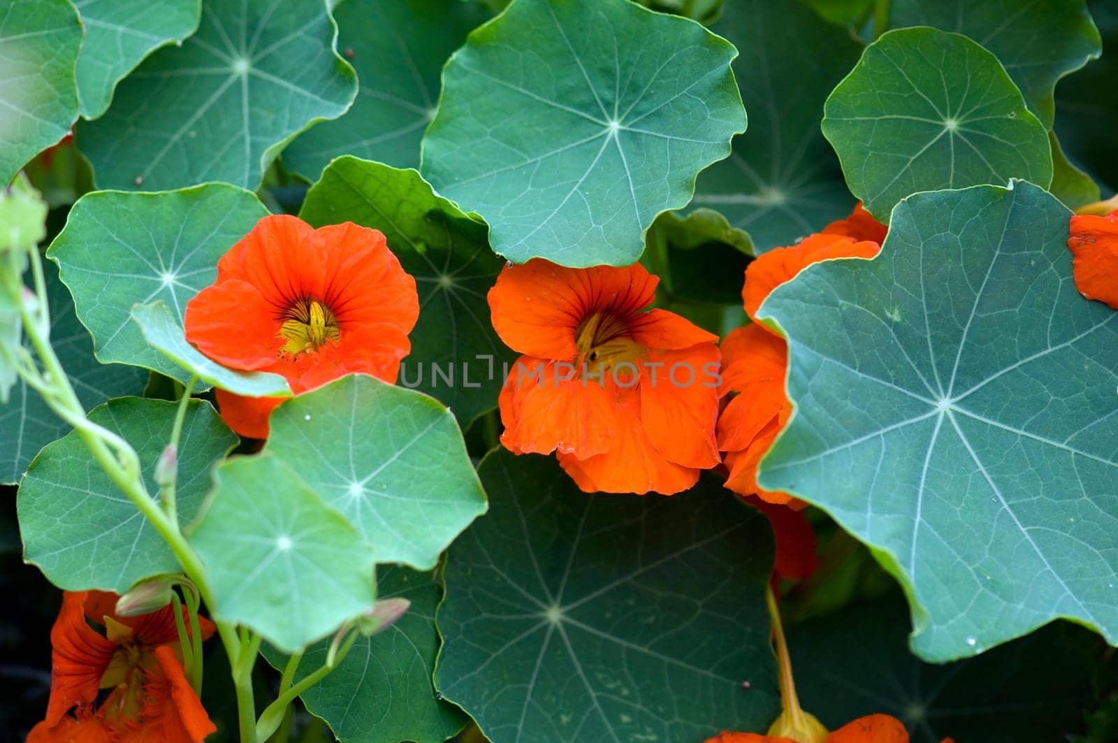 Kapuzinerkresse  Tropaeolum, majus  Rankpflanze