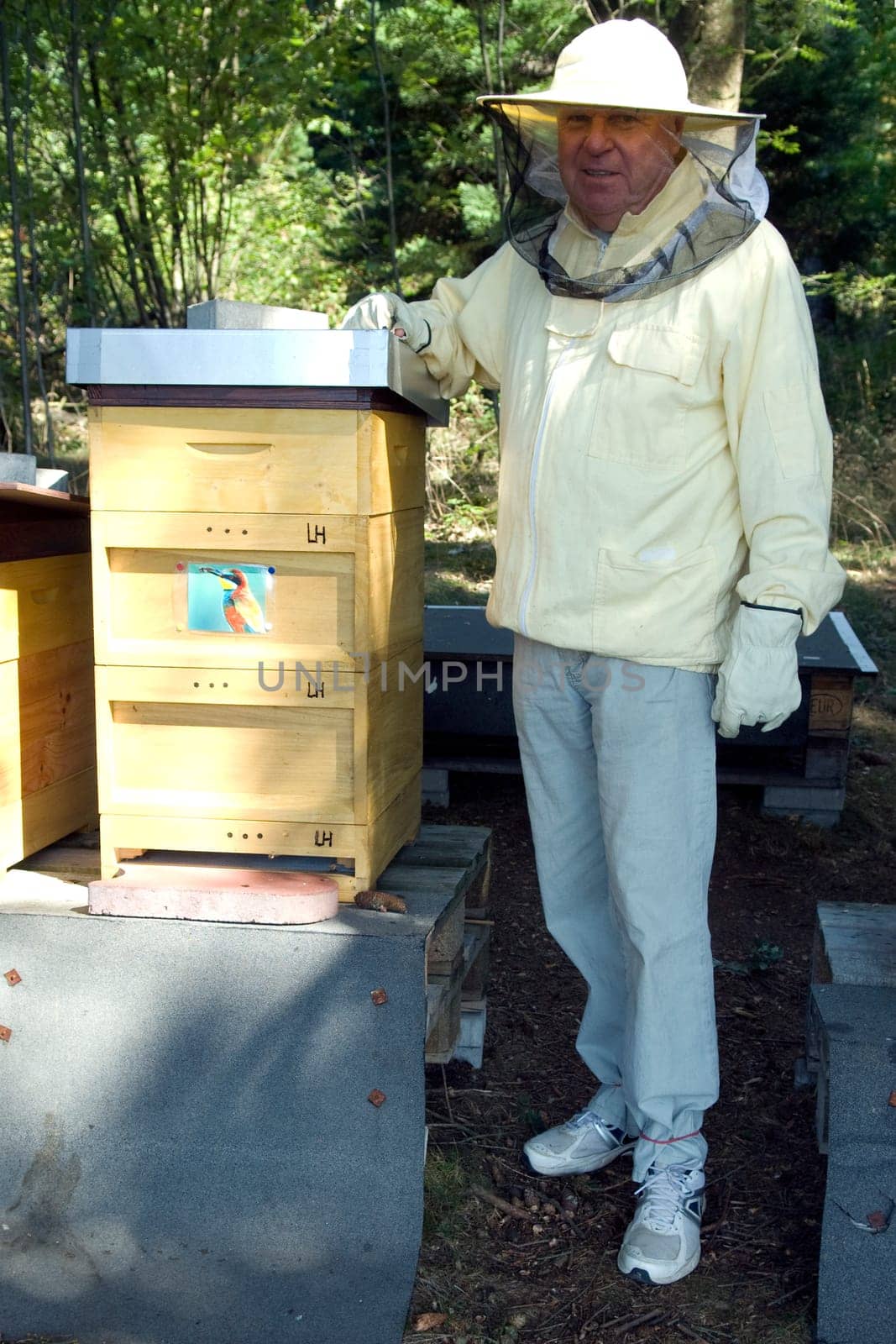 Honigbienen, Biene  Apis  mellifera