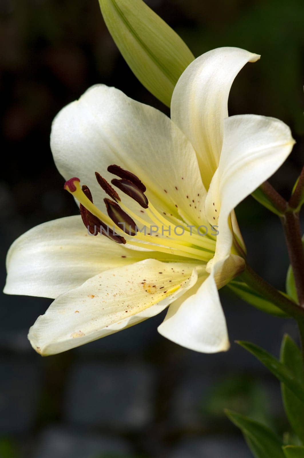 Madonnen-Lilie, Lilium, candidum